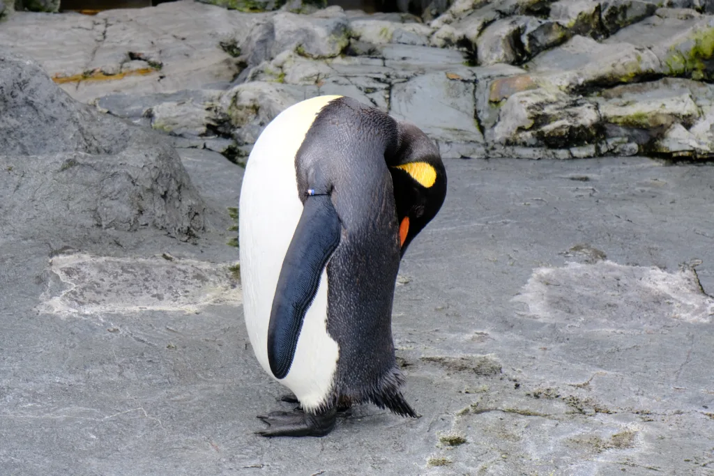 旭山動物園のペンギン、首があらぬ方向へ向いている。