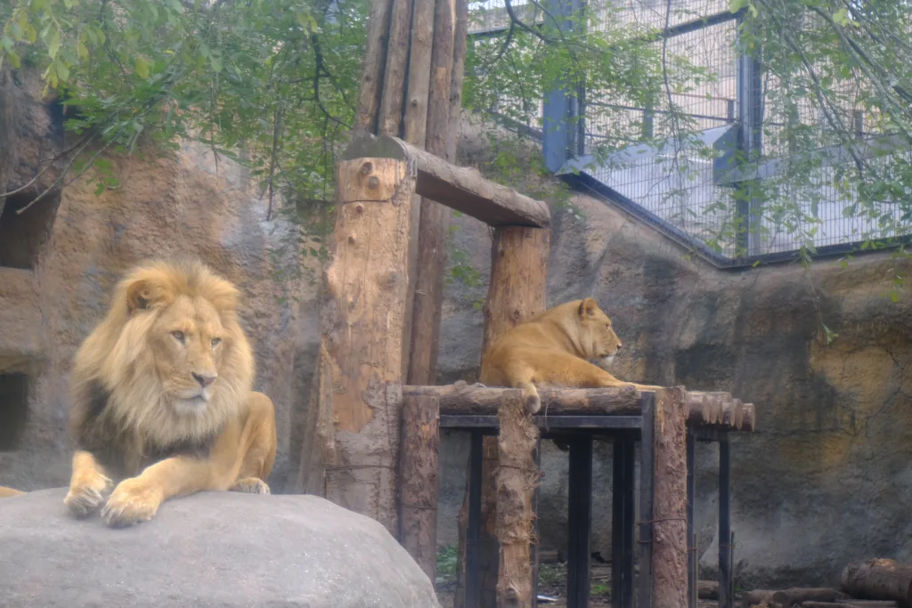 旭山動物園のライオン、朝一番だったのでのんびり休憩中