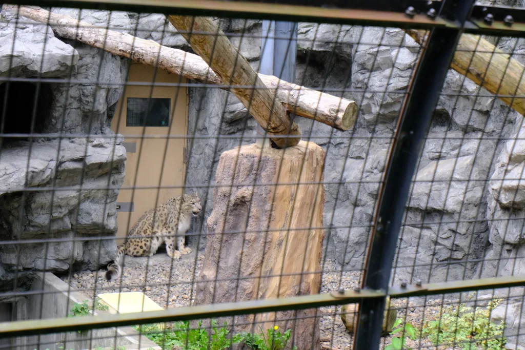 旭山動物園のユキヒョウ、網越しにピントを合わせるのが難しい。