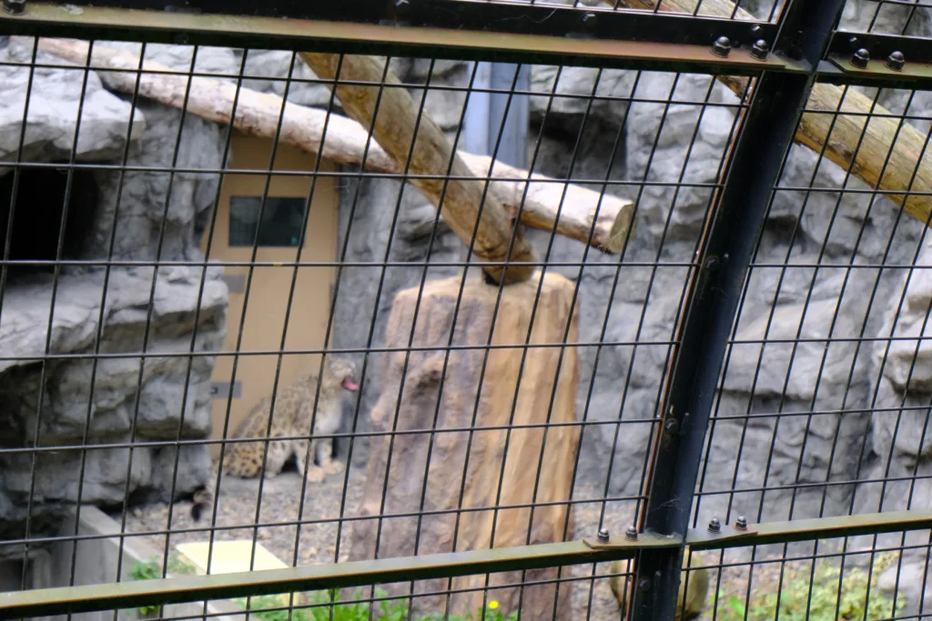 旭山動物園のユキヒョウのあくびの瞬間だが、網にピントが合ってしまいぼやけている。