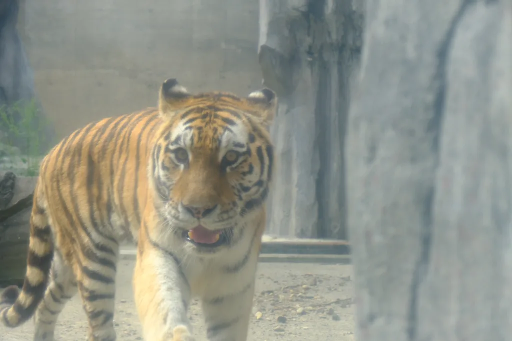 旭山動物園のアムールトラ、こちらに近づいている写真