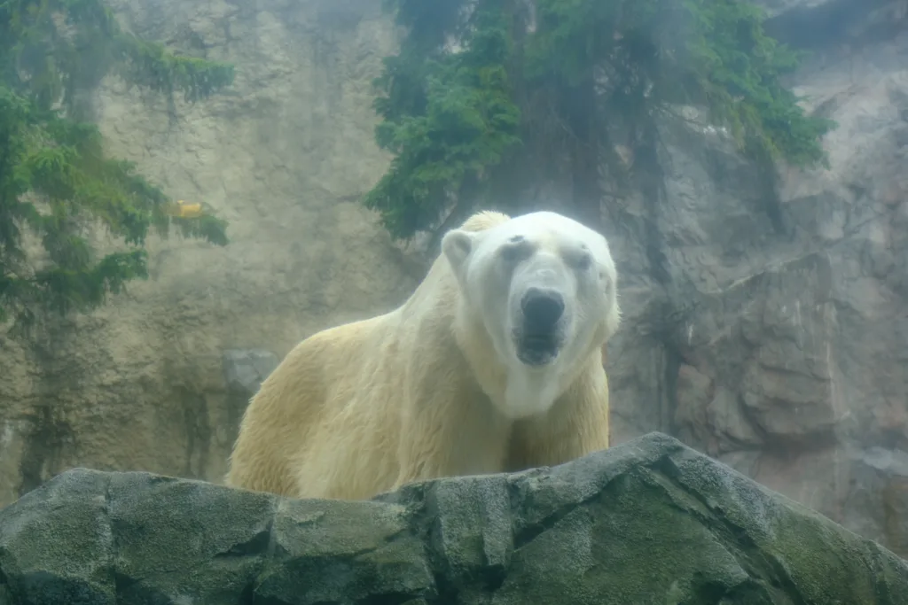 旭山動物園の「ほっきょくぐま館」にて撮影