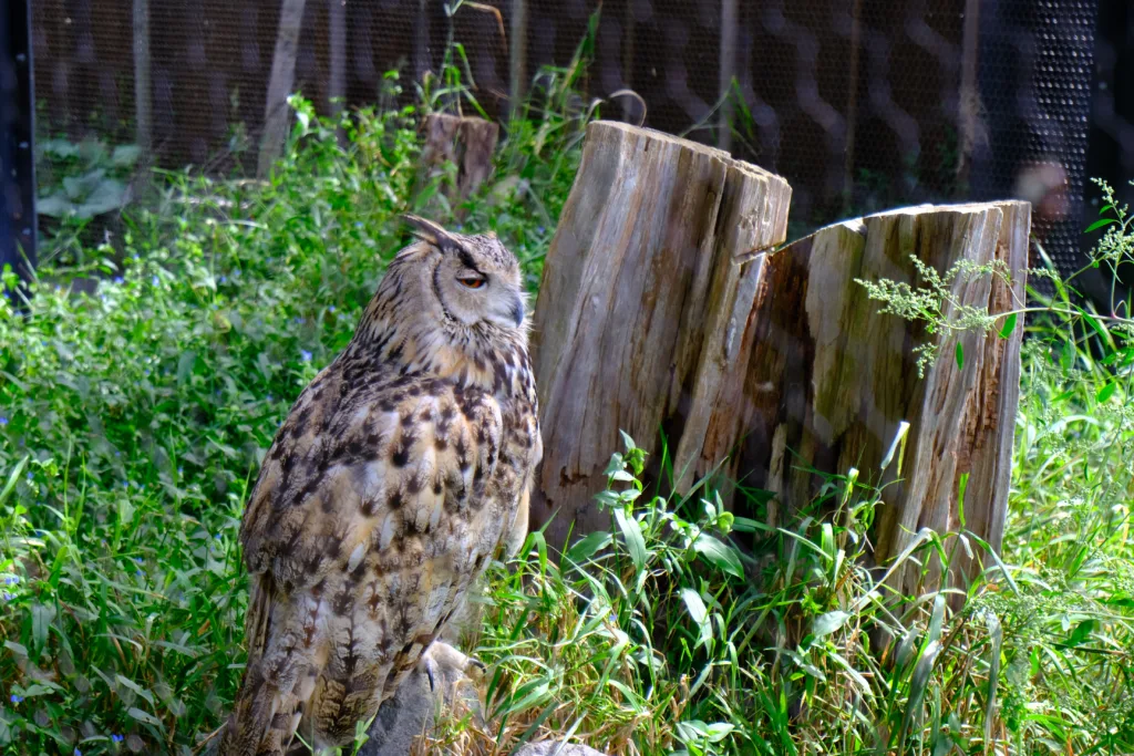 旭山動物園のシロフクロウのジットリとした目線