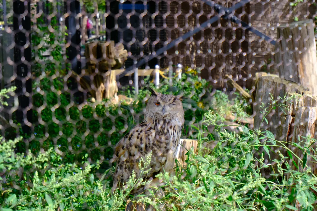 旭山動物園のシロフクロウがウインクをしている写真