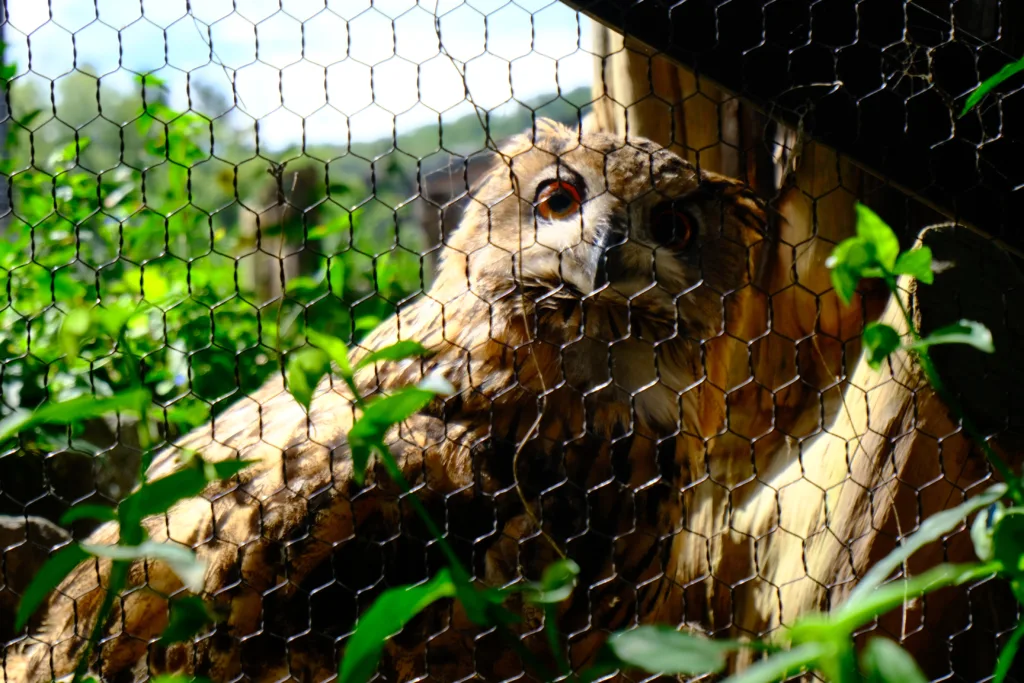 旭山動物園のシロフクロウがこちらを見ている写真