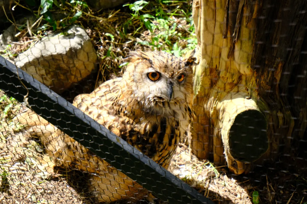 旭山動物園のシロフクロウがこちらを上目遣いで見ている写真