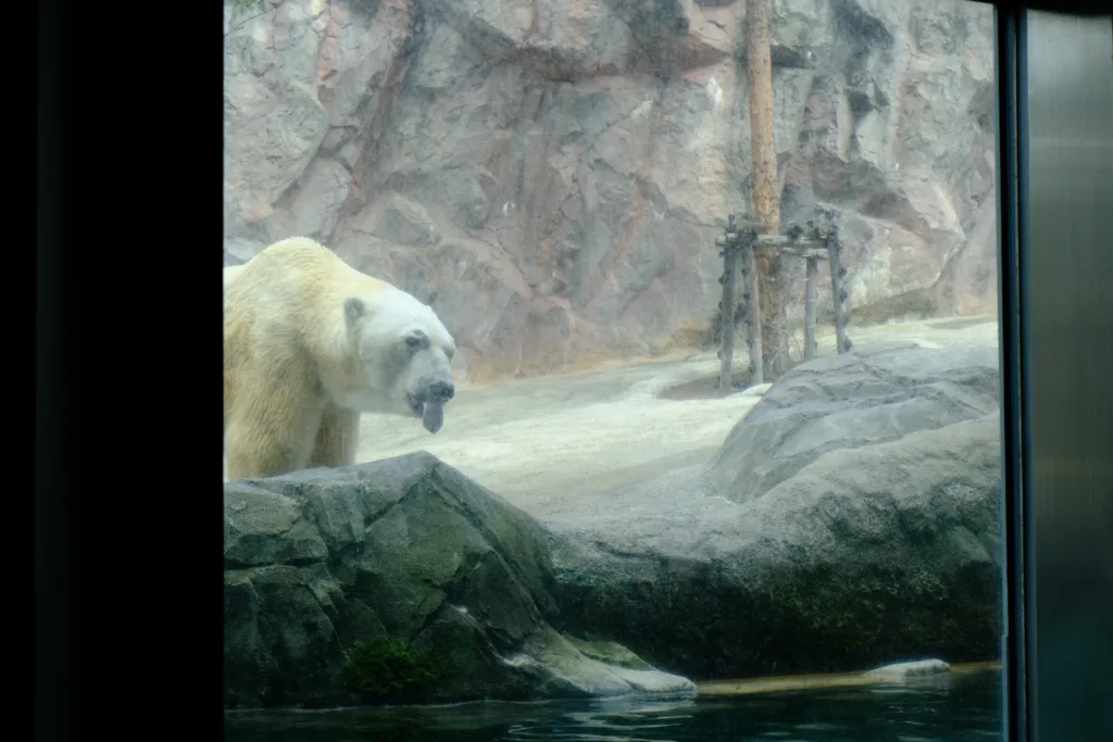 旭山動物園のホッキョクグマ。舌を出していて可愛い。