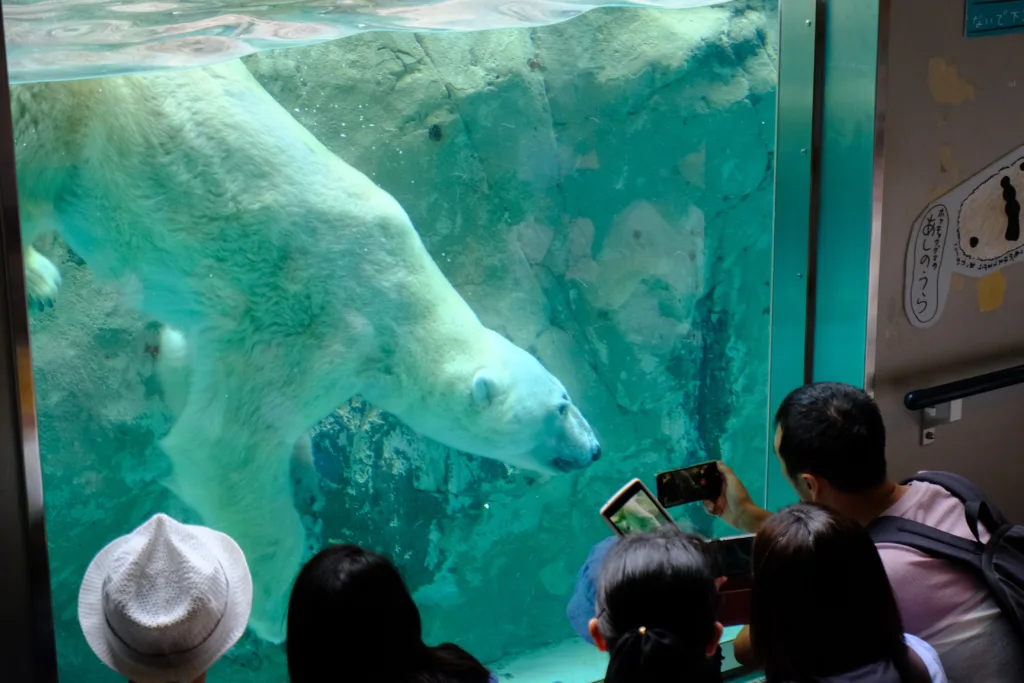 旭山動物園の「もぐもぐタイム」の写真