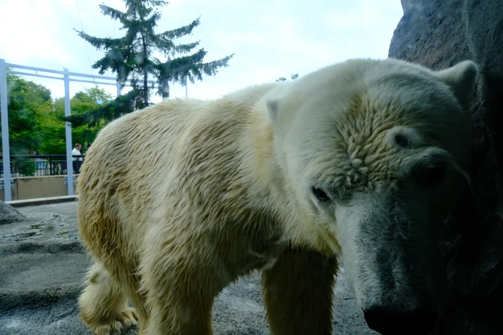 旭山動物園のホッキョクグマの毛並みまでバッチリわかる写真