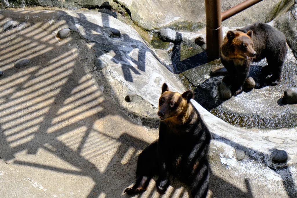 のぼりべつクマ牧場にてボーっとするメス熊