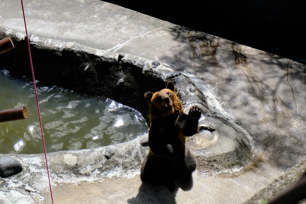 のぼりべつクマ牧場でエサをねだるメス熊