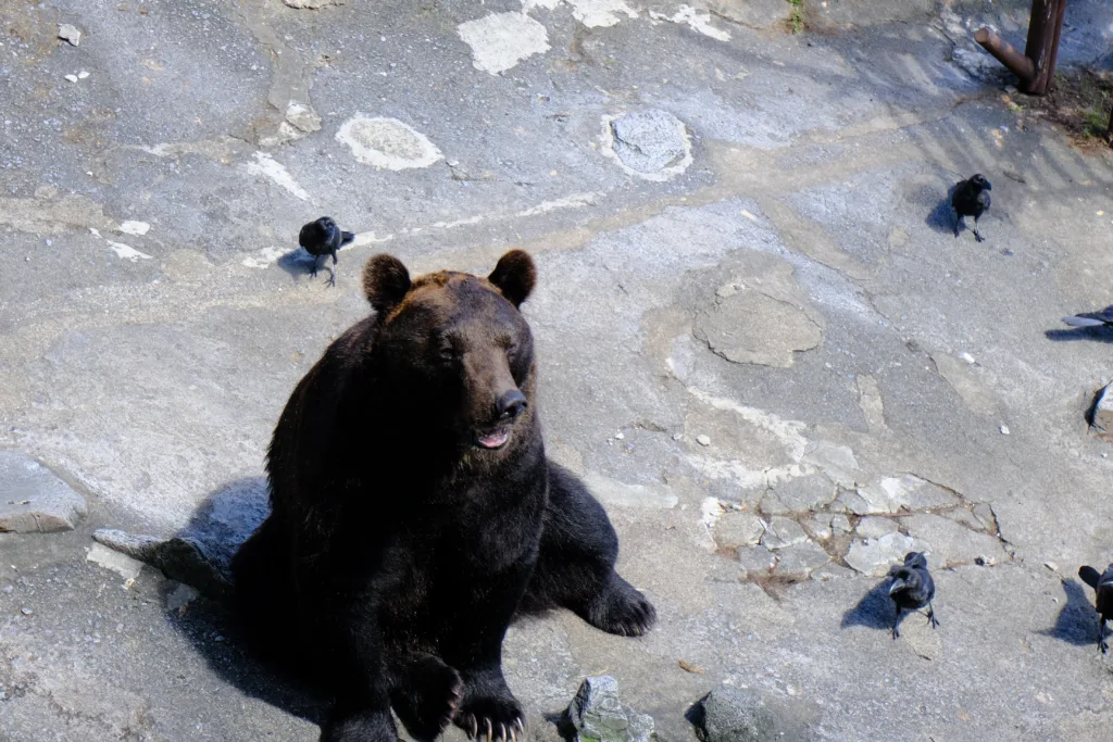 のぼりべつクマ牧場のオス熊の写真