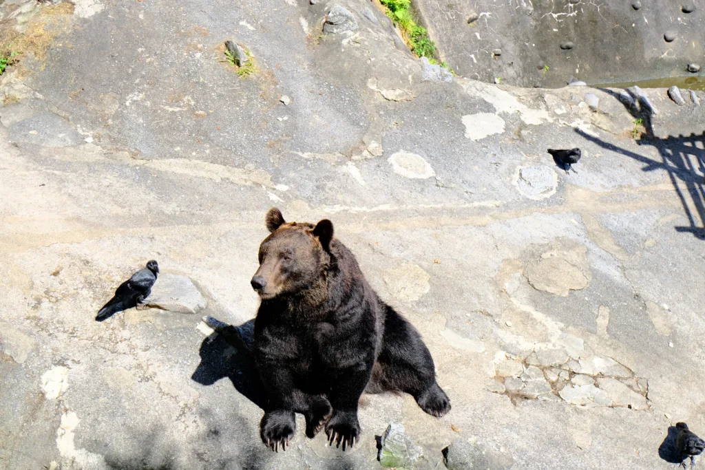 のぼりべつクマ牧場の雄熊の写真