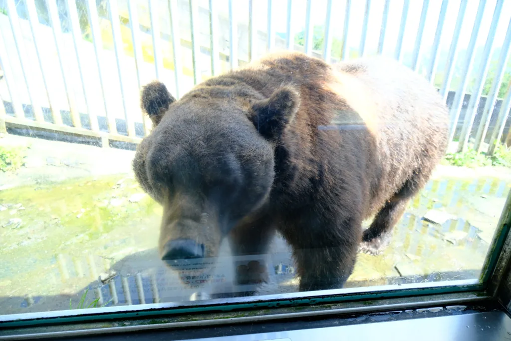 同じ目線のヒグマの写真