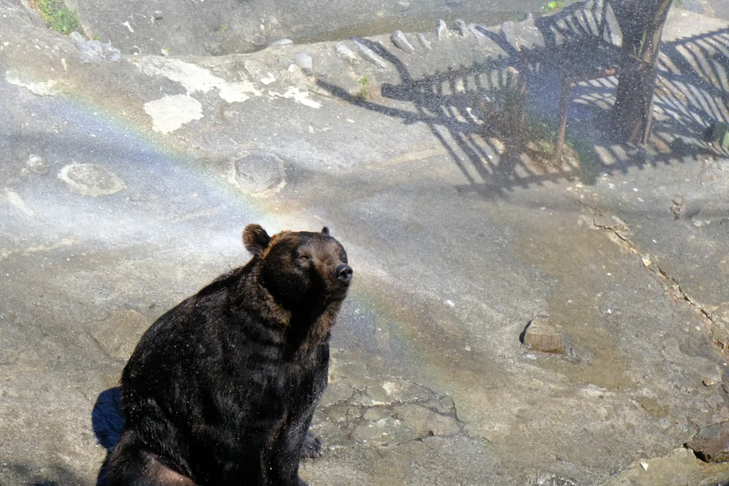 のぼりべつクマ牧場で水浴びをするクマの写真