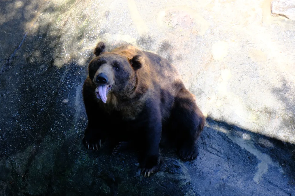 のぼりべつクマ牧場で舌を出してエサを待つクマの写真