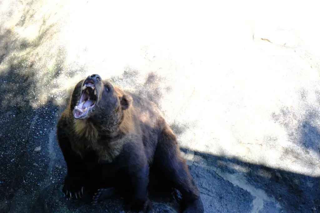 のぼりべつクマ牧場で口を開けるクマの写真