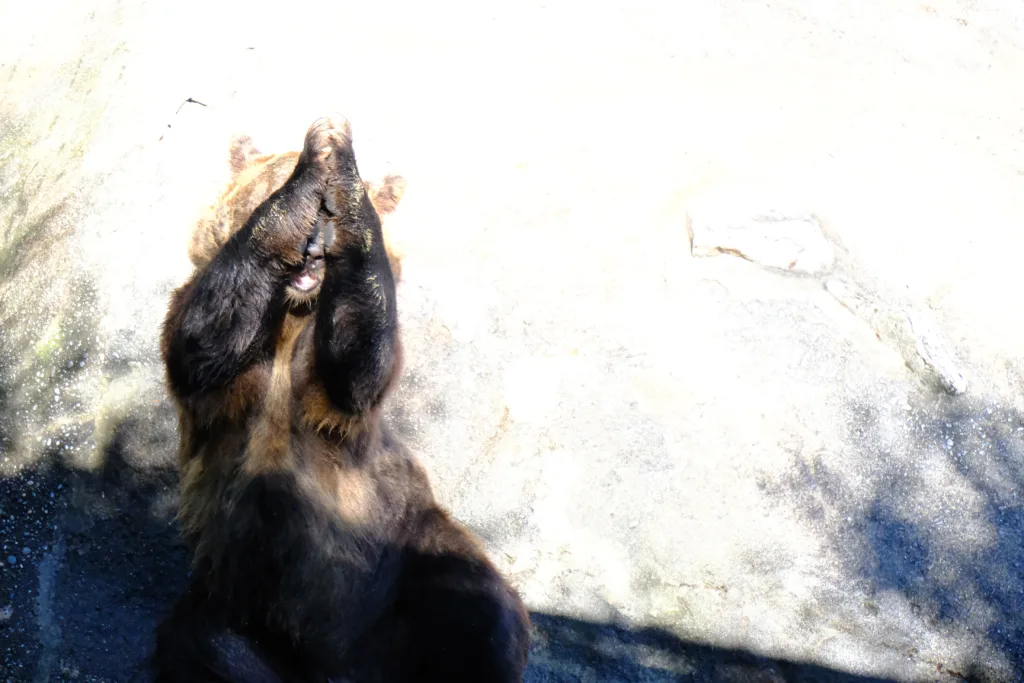 のぼりべつクマ牧場で舌を出しておねだりするクマの写真