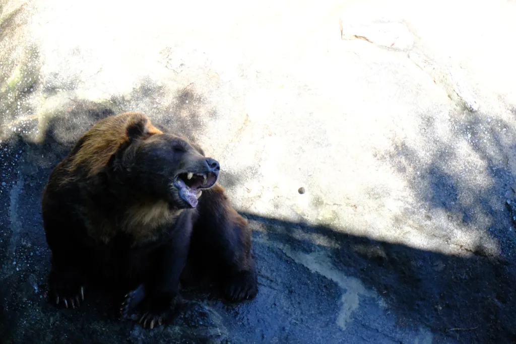 のぼりべつクマ牧場でエサを食べる瞬間のクマ