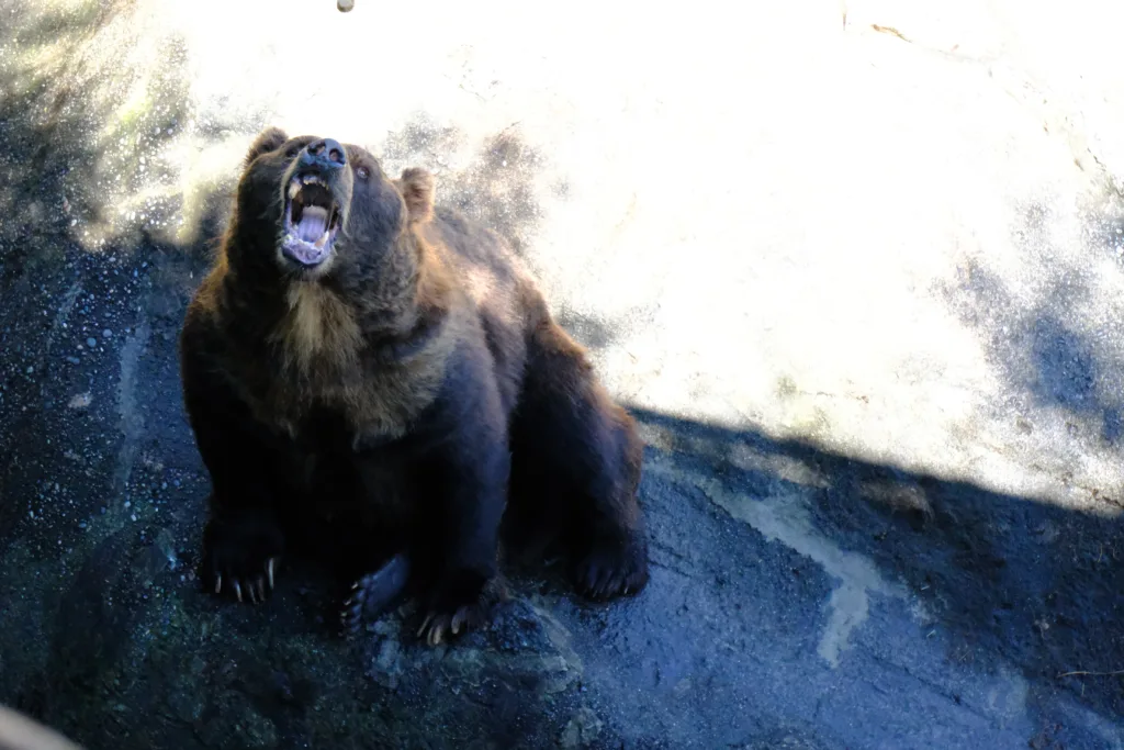 のぼりべつクマ牧場でエサを食べるクマ