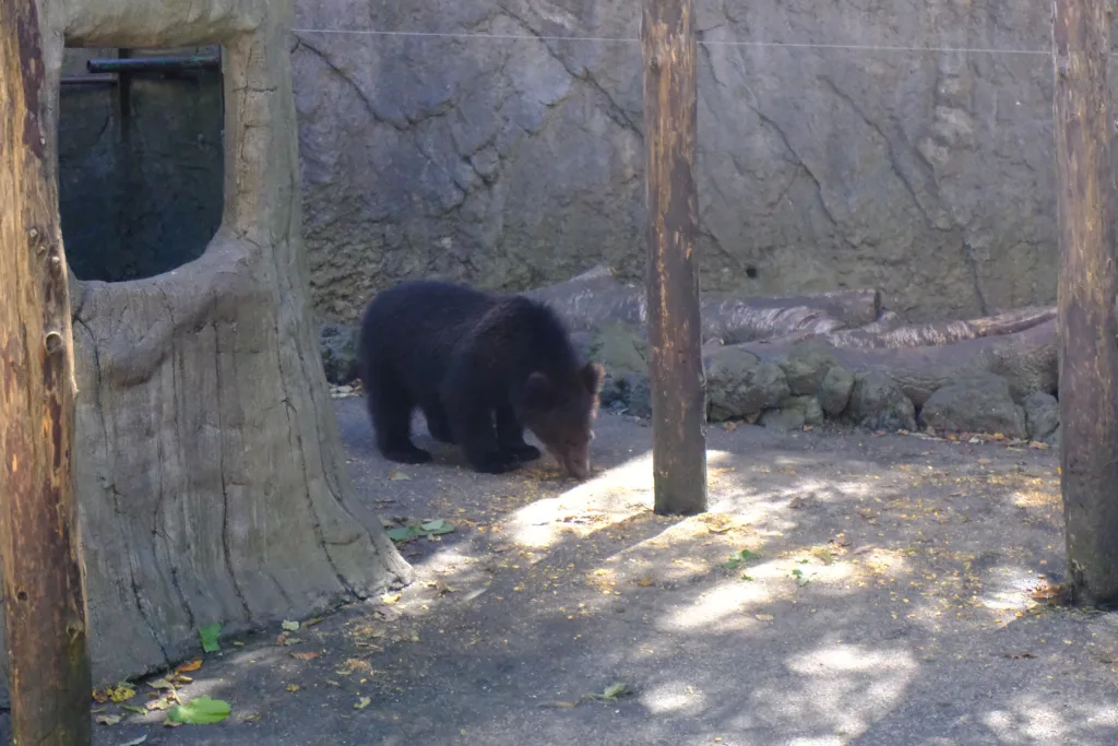 のぼりべつクマ牧場の子グマの写真