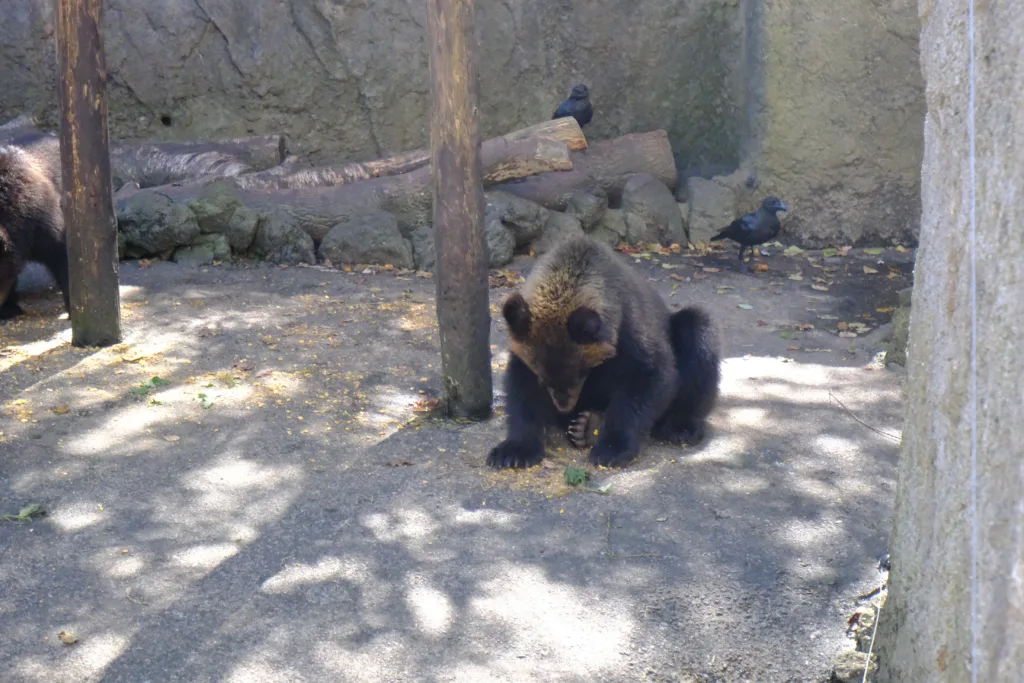 のぼりべつクマ牧場にいた子グマの写真