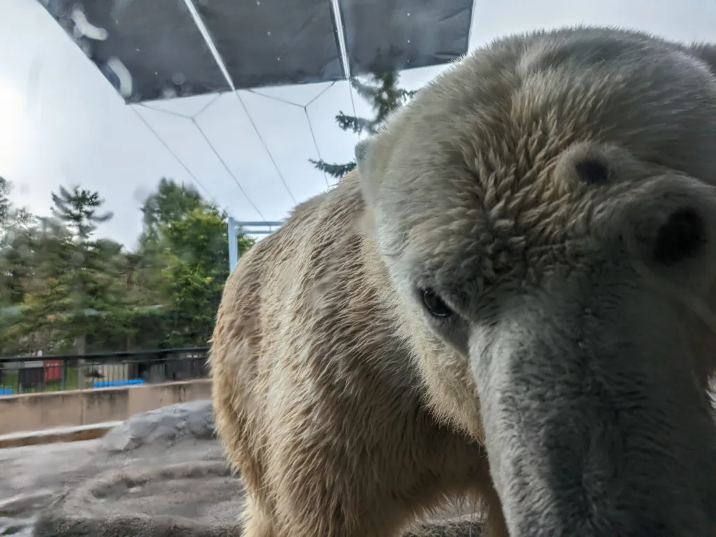 旭山動物園で撮影した近すぎるホッキョクグマの写真