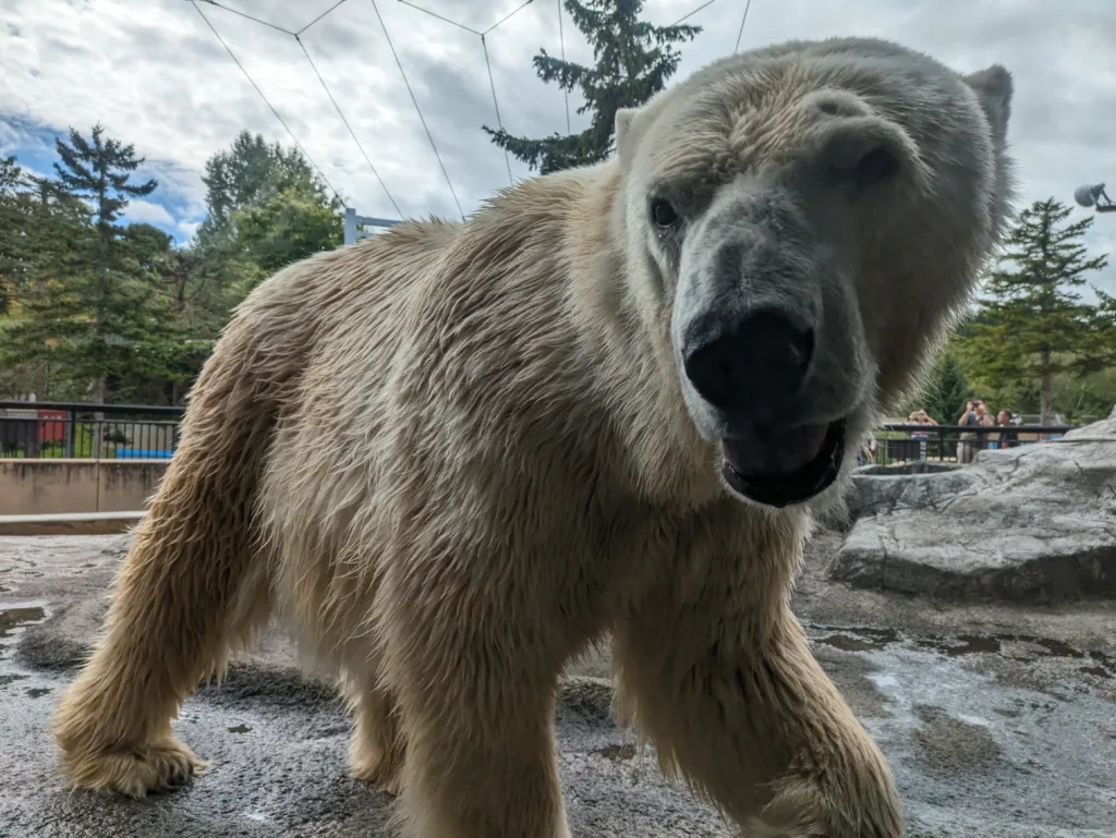 旭山動物園のホッキョクグマ。ガラス越しではあるが、まさにゼロ距離。