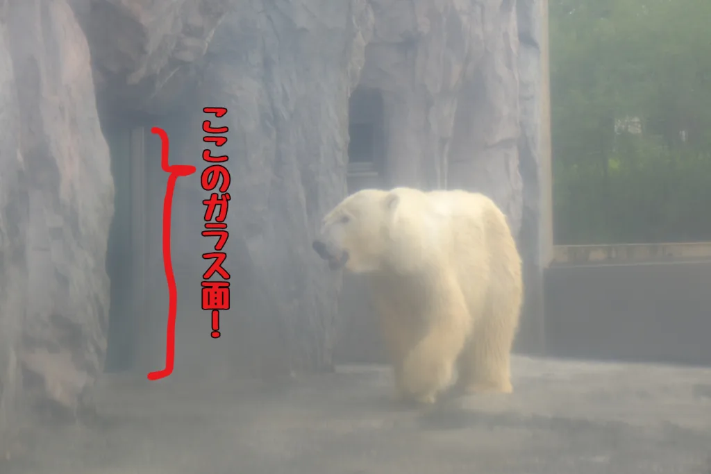 旭山動物園のホッキョクグマを撮影する穴場の説明写真