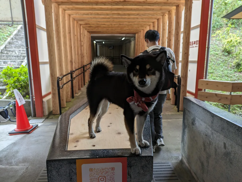 霧島神宮駅にいた黒い柴犬