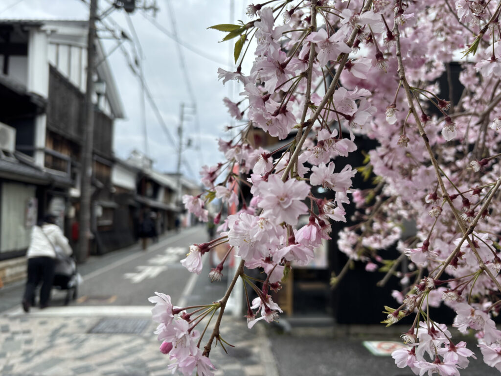 黒壁スクエアで咲く桜