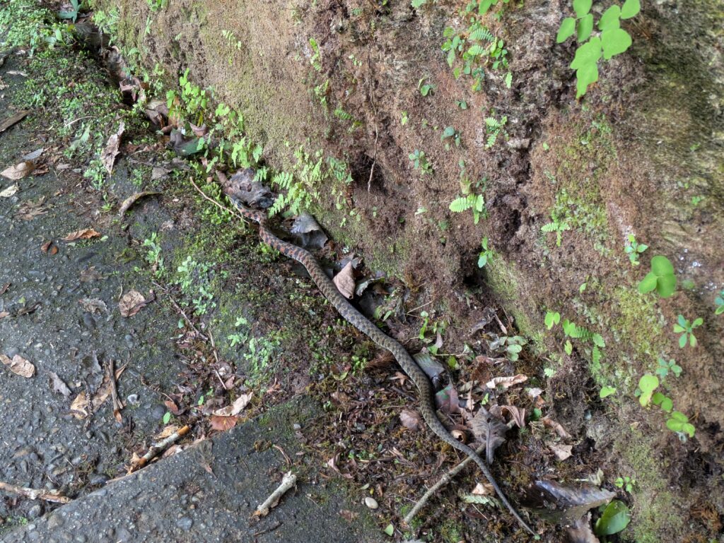 銀山温泉散策コースに現れたヘビ