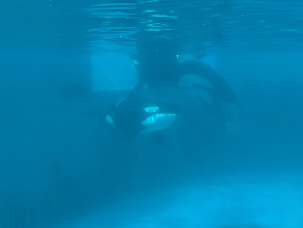 鴨川シーワールドのシャチ