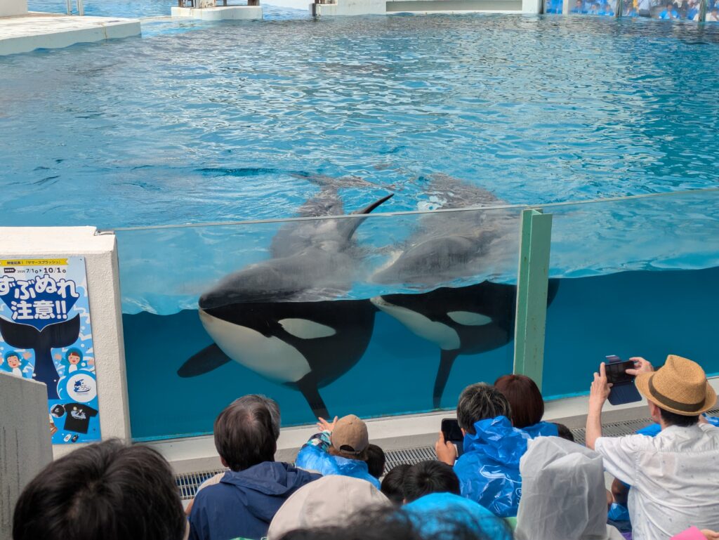 鴨川シーワールドのシャチ