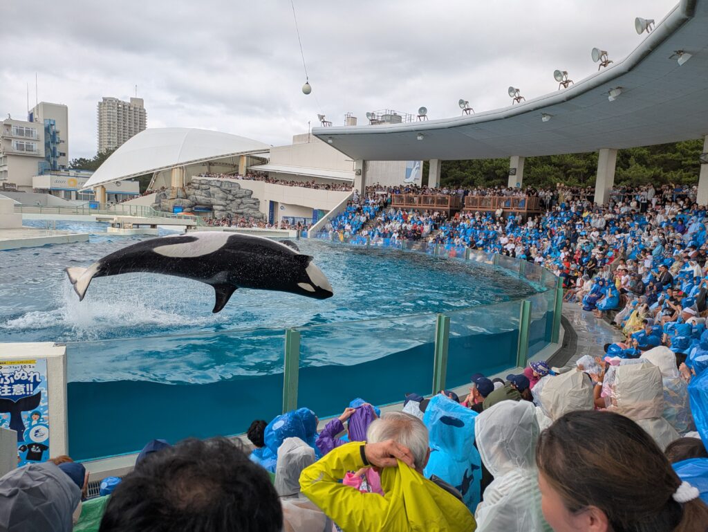 ショーを行うシャチ