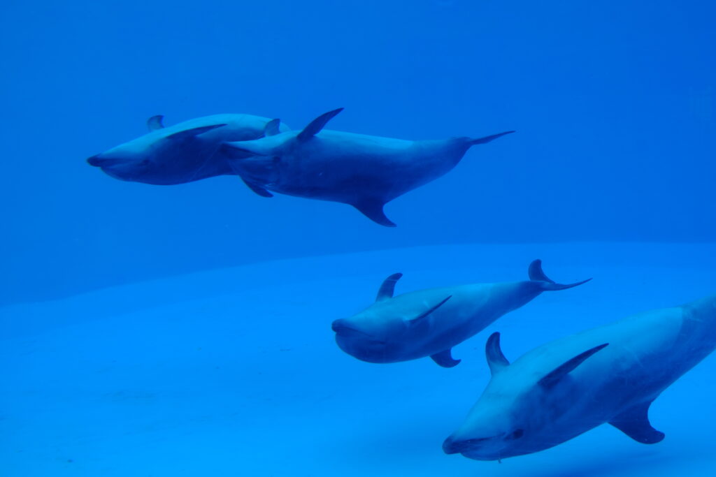 名古屋港水族館のイルカ