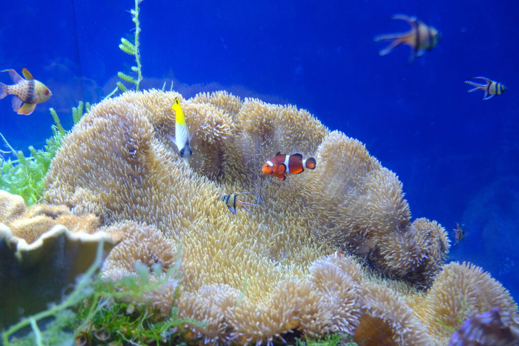 名古屋港水族館の熱帯魚