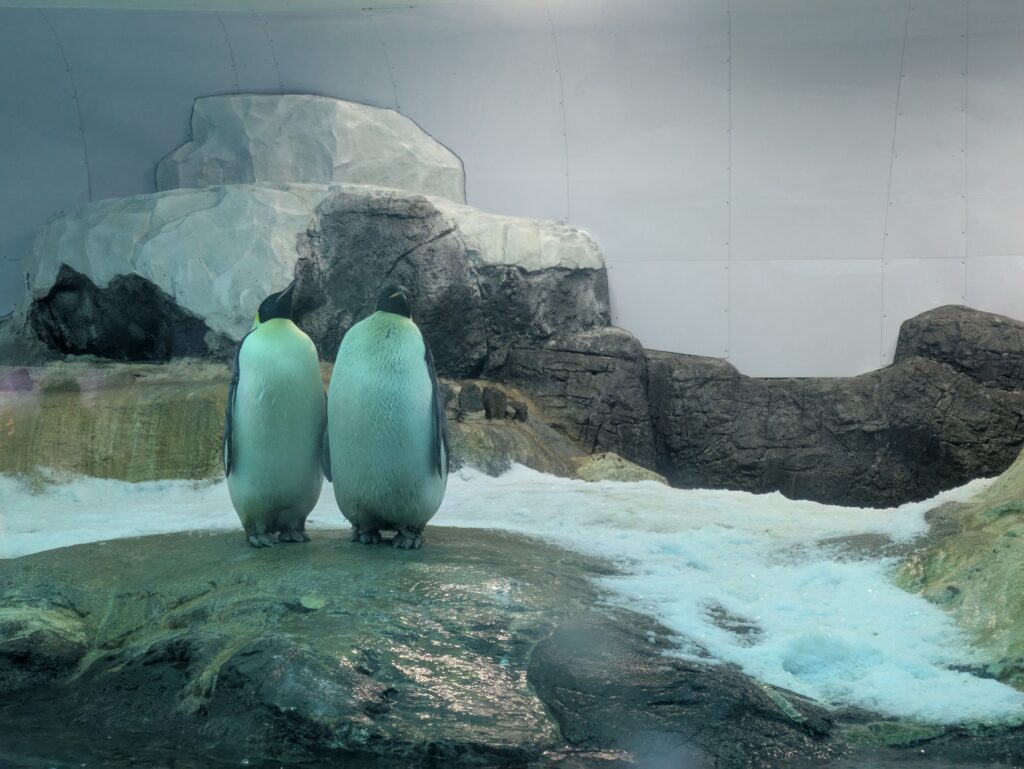 海獣館のペンギン