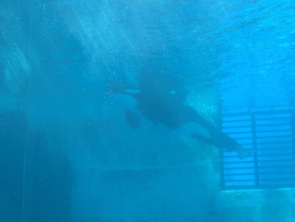 名古屋港水族館のシャチ