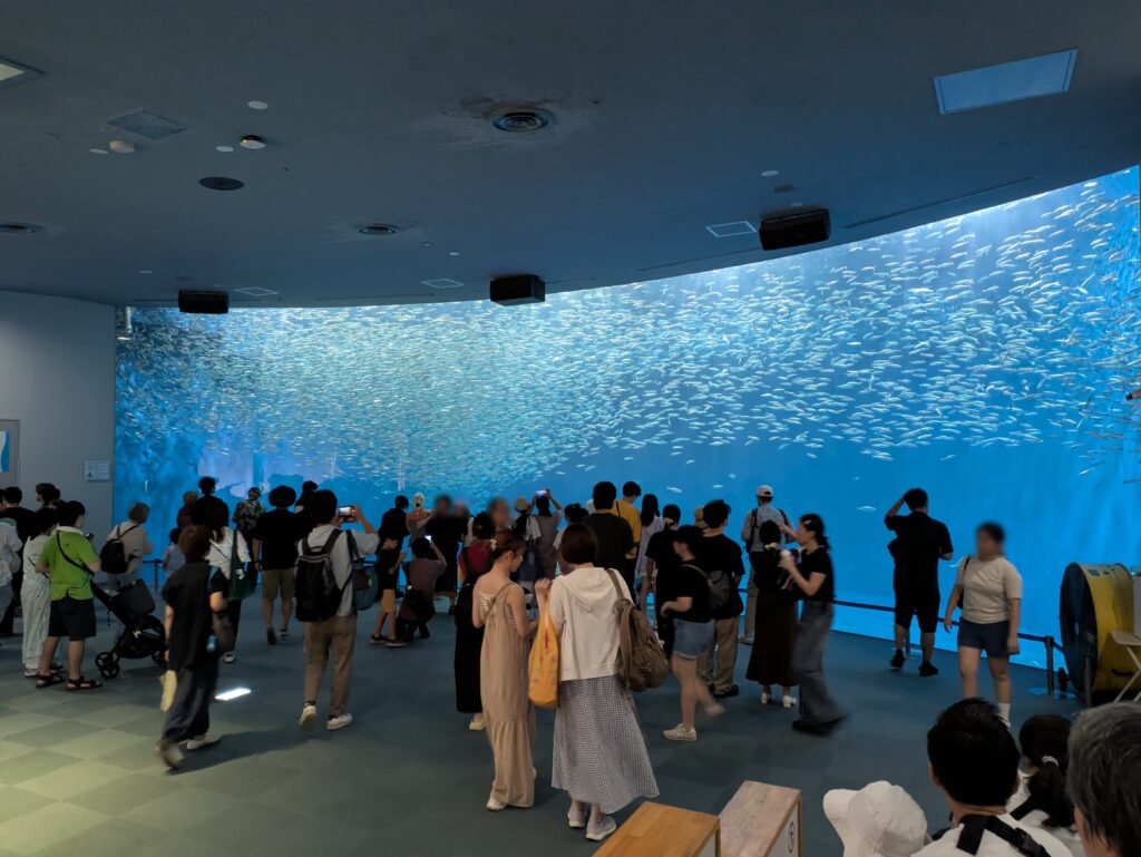 イワシの水槽