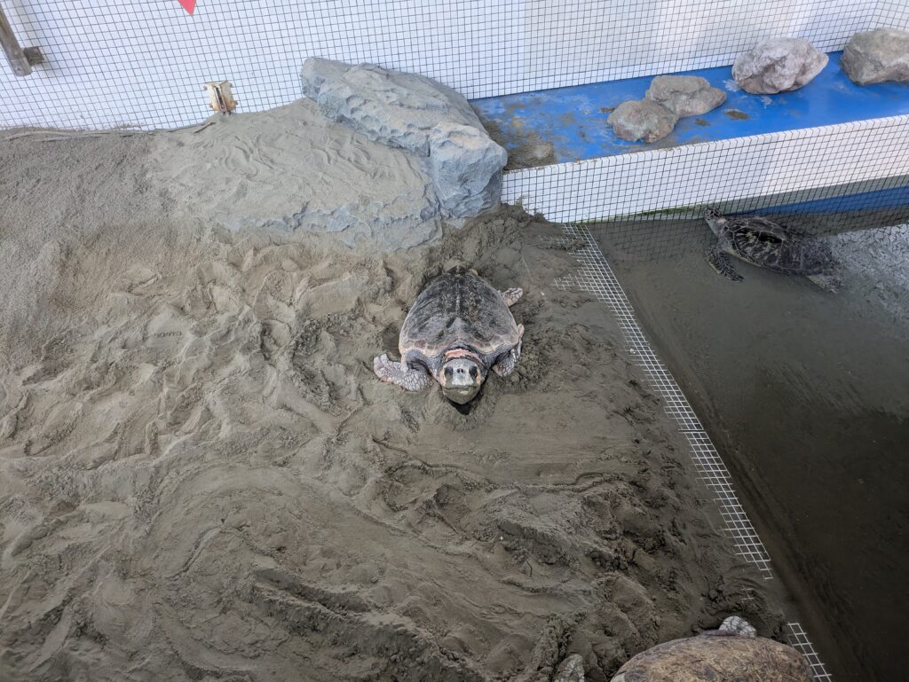 砂浜にいるウミガメ
