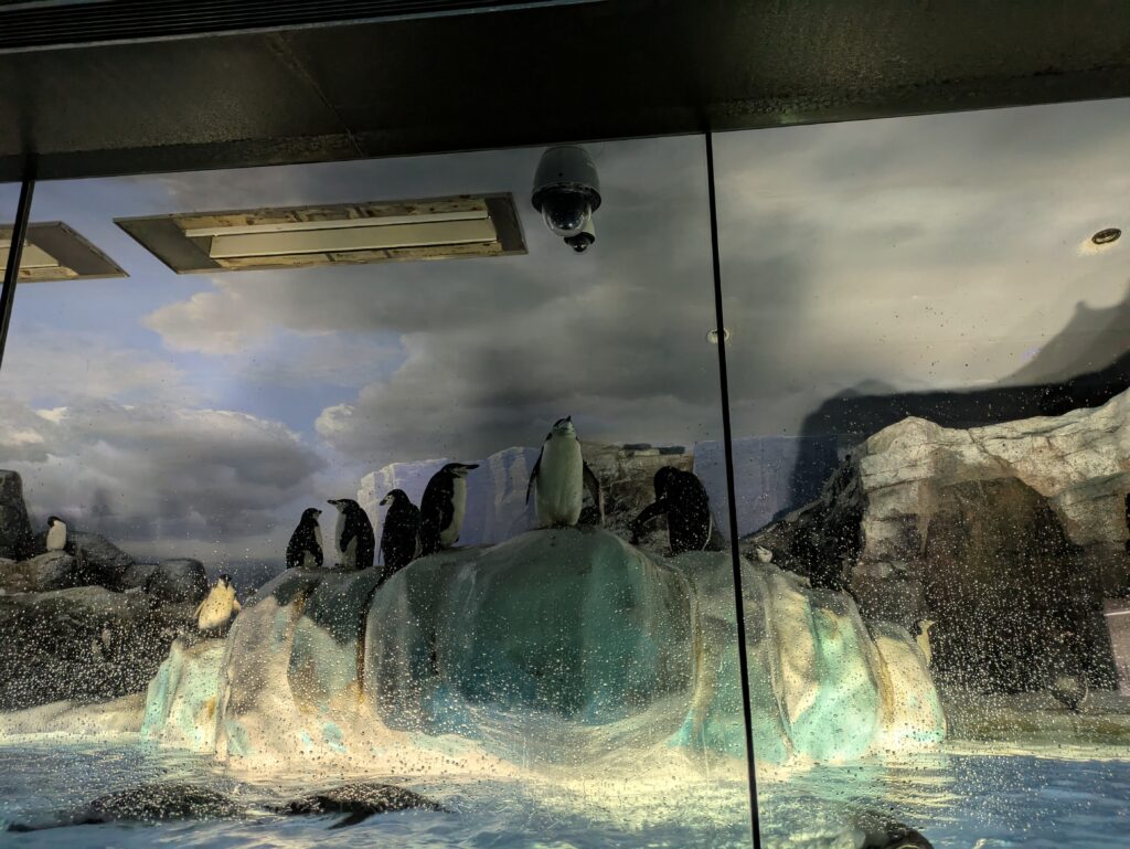 名古屋港水族館のペンギン