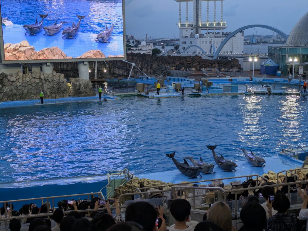 モニターにも映されるイルカショー