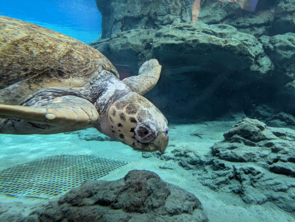 名古屋港水族館のウミガメ
