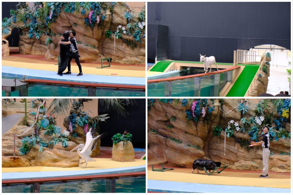 アニマルアクションの動物たち