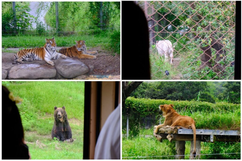 ケニア号から見た肉食動物たち