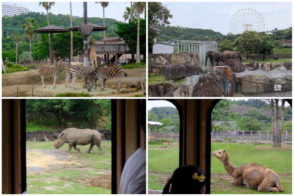 ケニア号から見た草食動物たち