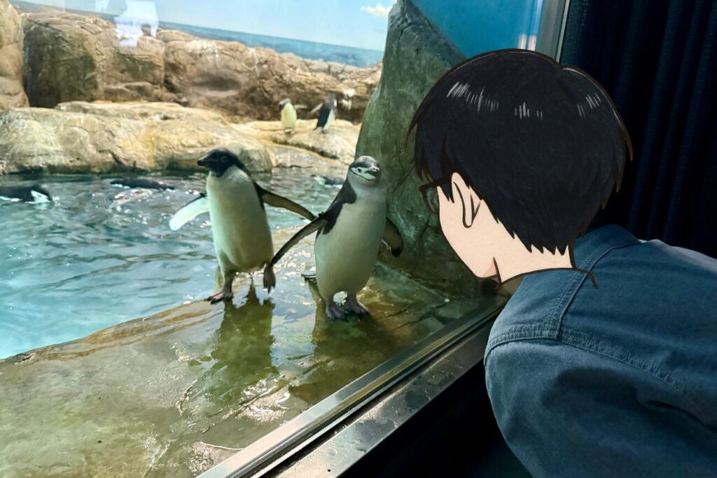 ペンギンと見つめ合う私