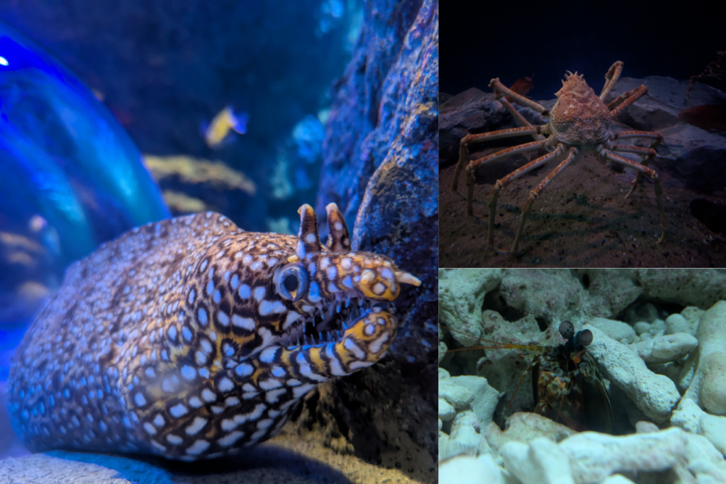 名古屋港水族館で撮影した私の好きな生物