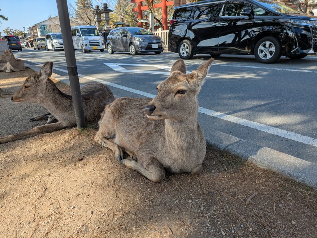 奈良公園の鹿